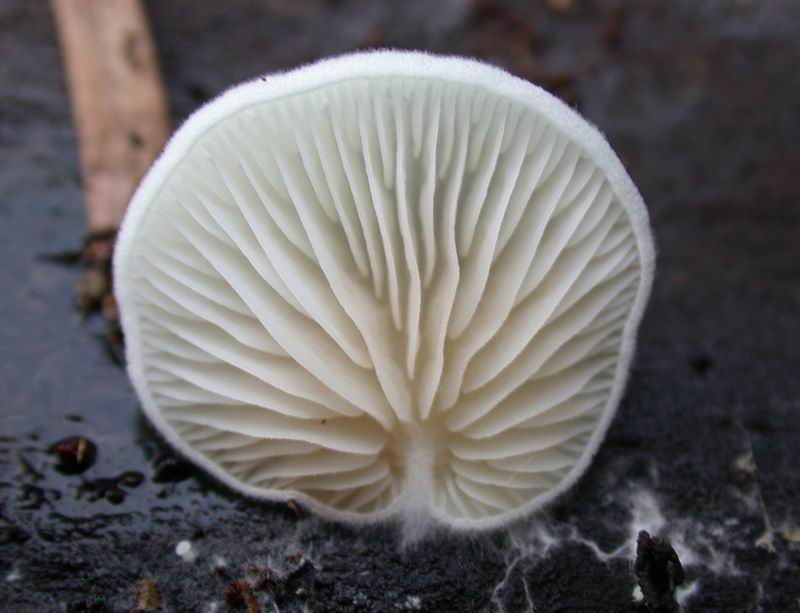 Escursione in cipresseta